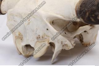 Photo Reference of Animal Skull
